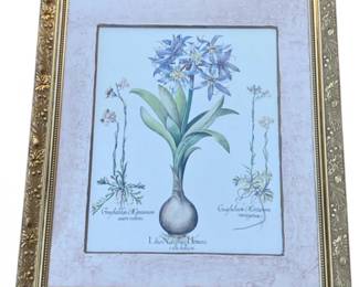 22 LilioNarcissusBotanicalPrintbyEngraverBasiliusBesler