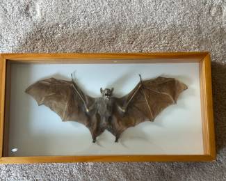 Real Bat Taxidermy 