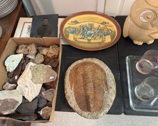 Large Tribolite Fossil 