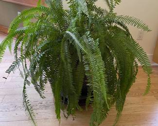 Fern in glazed pot