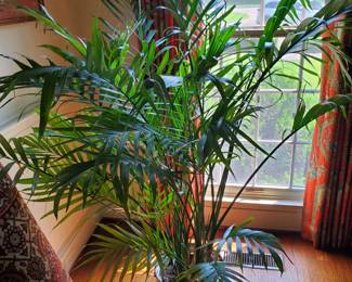 There are live plants of all sizes in the home and garden.