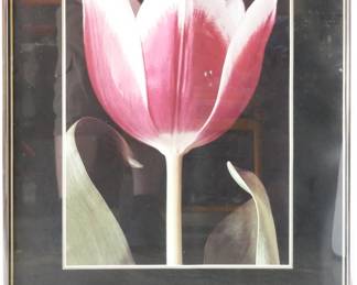 Framed Murray Alcosser Tulip Art Print, 1987