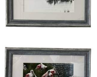 Framed Bird Prints Wall Art