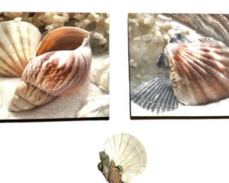 Sea Shell Home Decor