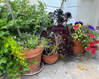 Potted plants flowers and succulent's