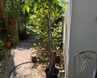 Potted trees