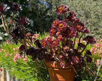 Potted succulents