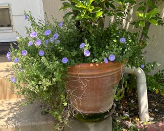 Potted plants