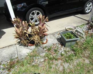 potted plants
