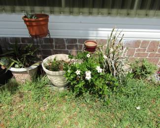 and still more potted plants