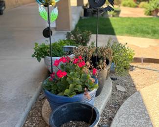 Lots of potted plants