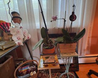 Orchid Plants
