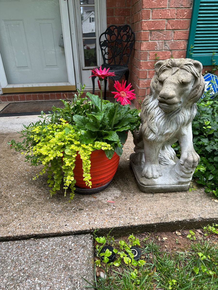 Heavy concrete lion