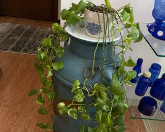 milk can/plants