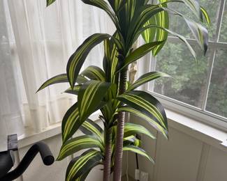 Another Plant