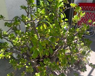 Outdoor Plant