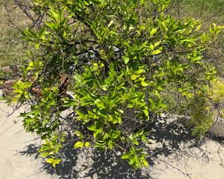 Outdoor Plant