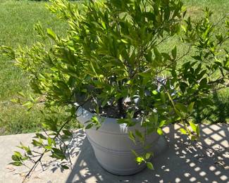 Outdoor Plant