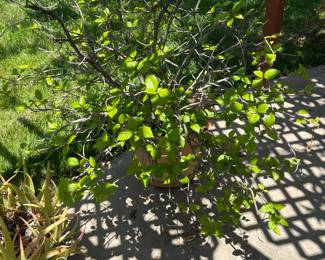 Outdoor Plant