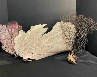 Collection Of Coral