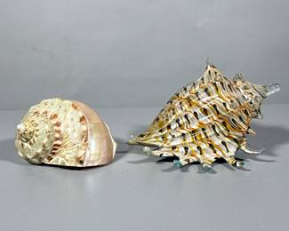 (2pc) DECORATIVE SHELLS | Including: colorful glass conch shell, and other carved shell - h. 4 x w. 5.5 x l. 6.5 in