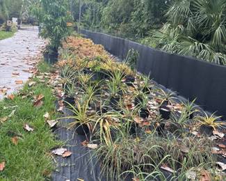 Plant Sale!!! Pineapples, Bromeliads, Clusia, Lemon Grass, Mango Trees, Banana Trees, Staghorns, Dragonfruit, Kaffir lime tree and much more!!!