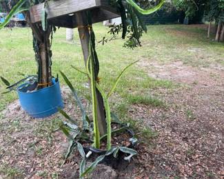 Plant Sale!!! Pineapples, Bromeliads, Clusia, Lemon Grass, Mango Trees, Banana Trees, Staghorns, Dragonfruit, Kaffir lime tree and much more!!!