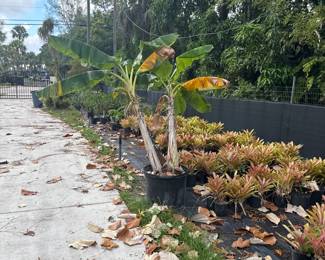 Plant Sale!!! Pineapples, Bromeliads, Clusia, Lemon Grass, Mango Trees, Banana Trees, Staghorns, Dragonfruit, Kaffir lime tree and much more!!!