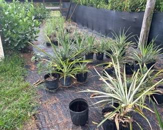 Plant Sale!!! Pineapples, Bromeliads, Clusia, Lemon Grass, Mango Trees, Banana Trees, Staghorns, Dragonfruit, Kaffir lime tree and much more!!!