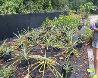 Plant Sale!!! Pineapples, Bromeliads, Clusia, Lemon Grass, Mango Trees, Banana Trees, Staghorns, Dragonfruit, Kaffir lime tree and much more!!!