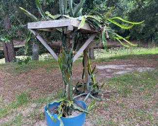 Plant Sale!!! Pineapples, Bromeliads, Clusia, Lemon Grass, Mango Trees, Banana Trees, Staghorns, Dragonfruit, Kaffir lime tree and much more!!!