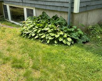 ALL PERENNIALS YOURS TO BUY AND DIG UP