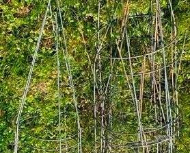 631 - Metal Tomato Cages 39"