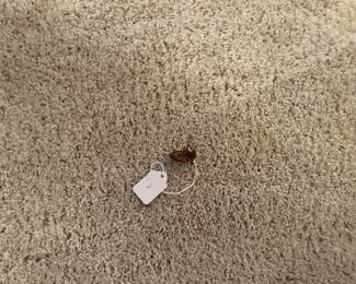 Very rare southern roach - have you ever seen one before this?