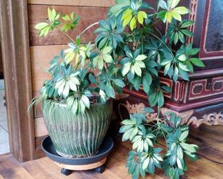 Potted Schefflera Plant in Green Ceramic Container with Wheeled Base