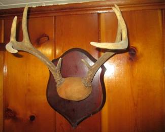 Deer Antlers