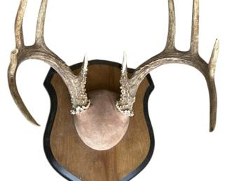 Deer Antler Mount
