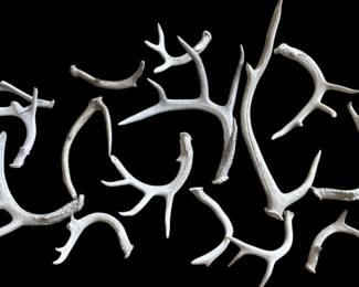 Whitetail Deer Antlers