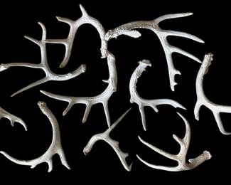 Whitetail Deer Antlers