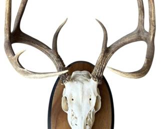 Deer Skull Mount