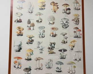 Fungi Poster