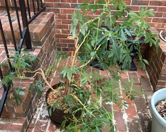 #95 Pot w/live Tree $30.00