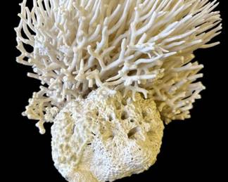 Large branching coral specimen