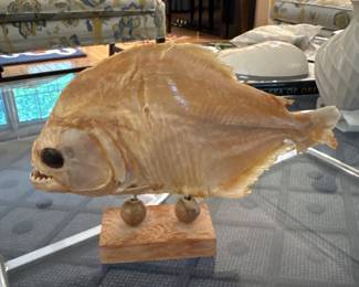 Taxidermy Piranha