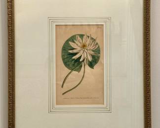 "Waterlily" Botanical Print
