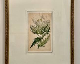 "Bartonia" Botanical Print