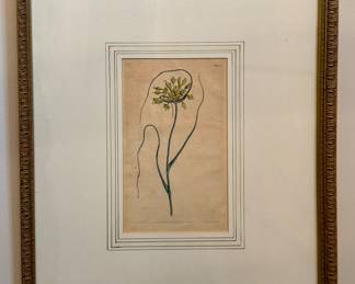 "Allium" Botanical Print