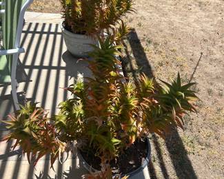 PLants