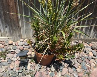 Plant
