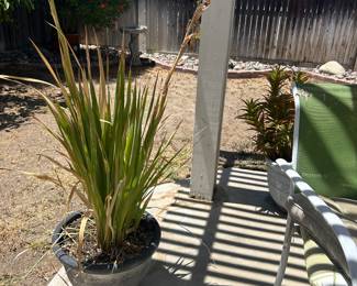 Plants